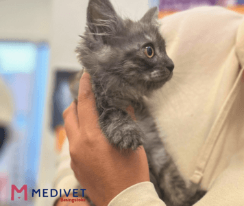 ‘Caturdays’ launched at Medivet 3